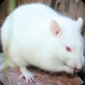 Meet your Posher, Bone